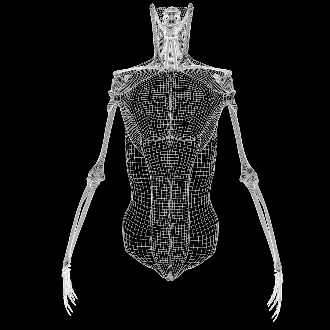 torso arm spine muscle 3D model https://p.turbosquid.com/ts-thumb/HS/Ud7K7X/q2rqqPKi/w17/png/1555504360/1920x1080/fit_q87/bc46c7614dbbc841676e02c470b0337254971d16/w17.jpg