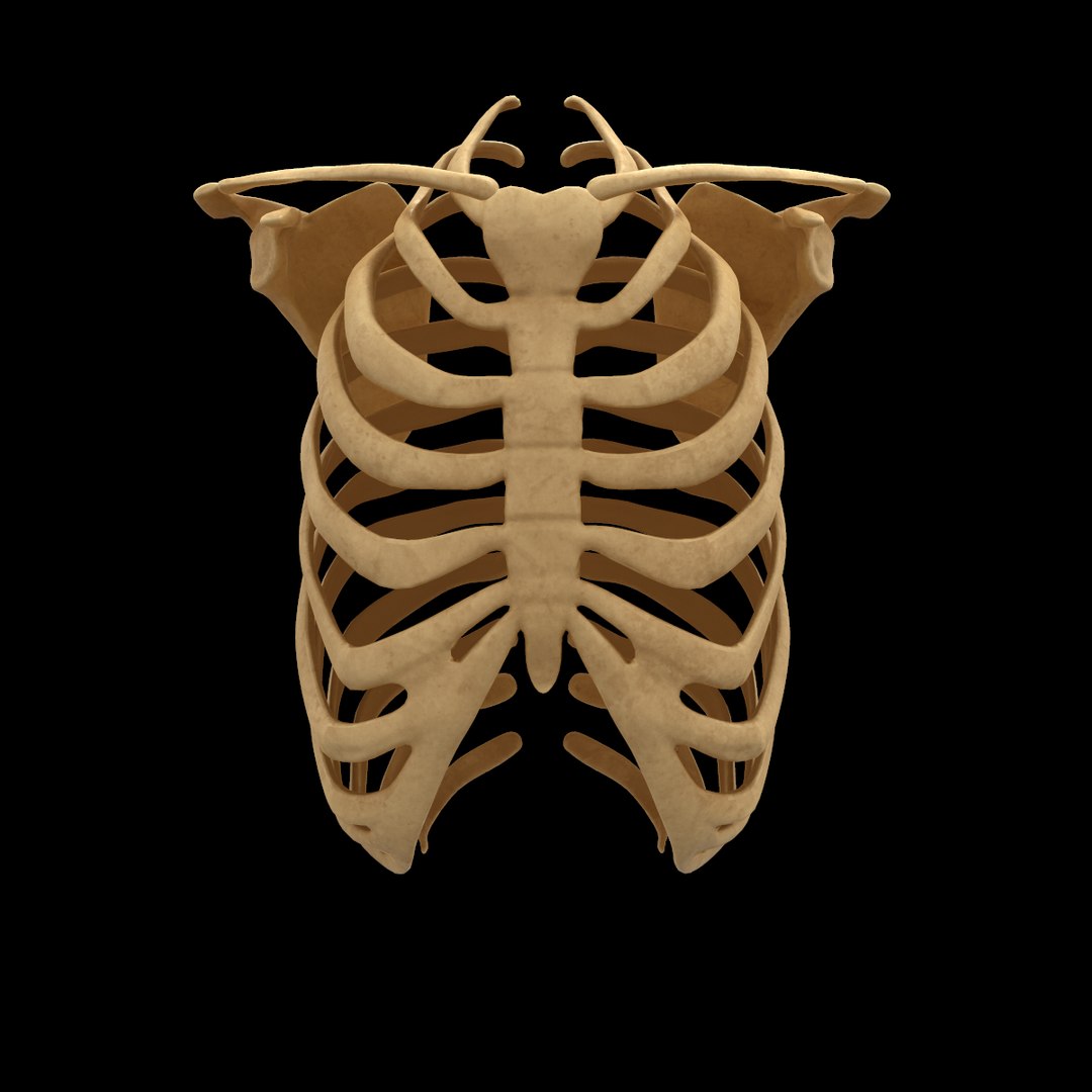 torso arm spine muscle 3D model https://p.turbosquid.com/ts-thumb/HS/Ud7K7X/q59kWhEi/329/png/1555504359/1920x1080/fit_q87/7be817fe7d5c0dd4513b94f9d63afb613d7bf996/329.jpg
