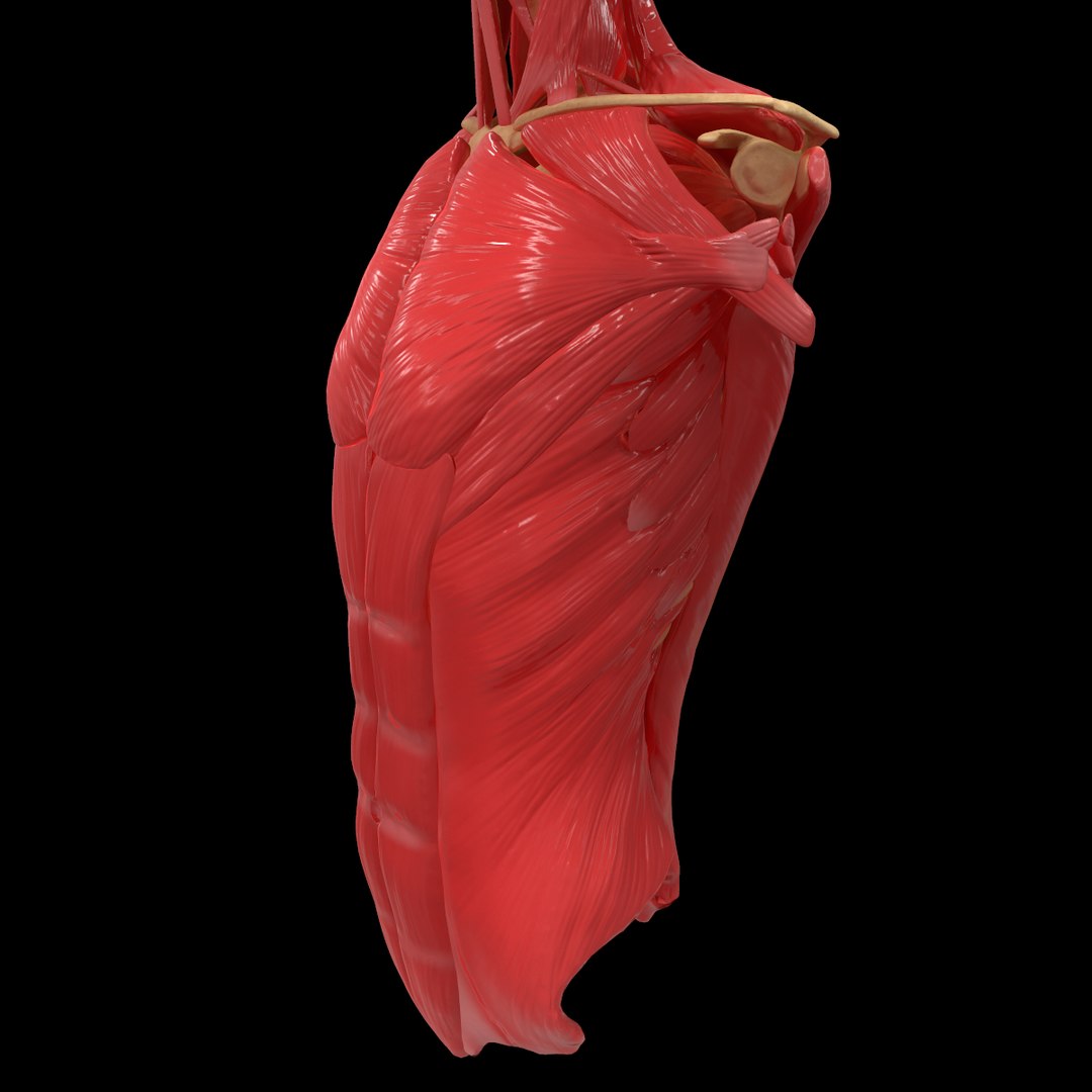 torso arm spine muscle 3D model https://p.turbosquid.com/ts-thumb/HS/Ud7K7X/qmLBnSrq/22/png/1555504359/1920x1080/fit_q87/5e161cea233465d0c7999978529b0485952988e8/22.jpg