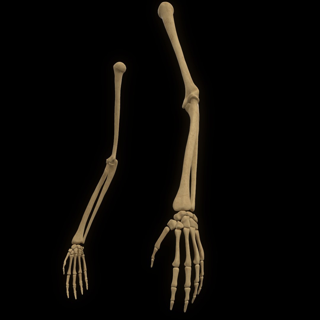 torso arm spine muscle 3D model https://p.turbosquid.com/ts-thumb/HS/Ud7K7X/sxjGw3CS/52/png/1555504360/1920x1080/fit_q87/f6c45ff9b1d9ab6bf3f19bb858b883e2cf8bf42f/52.jpg