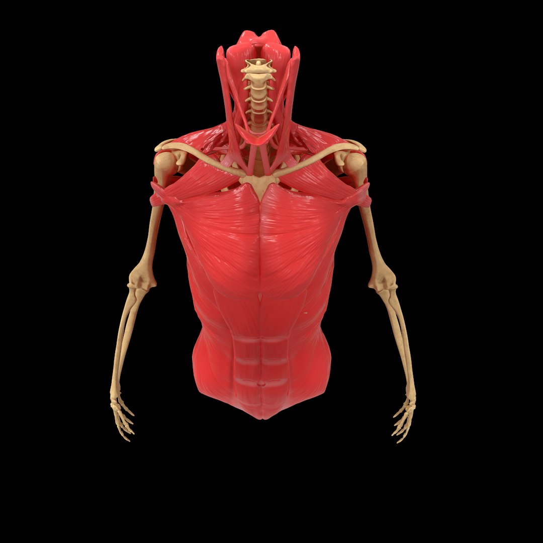 torso arm spine muscle 3D model https://p.turbosquid.com/ts-thumb/HS/Ud7K7X/uWgZ0jii/14/png/1555504359/1920x1080/fit_q87/e1f0215872907bad168b57dfe1299a54a5068a28/14.jpg
