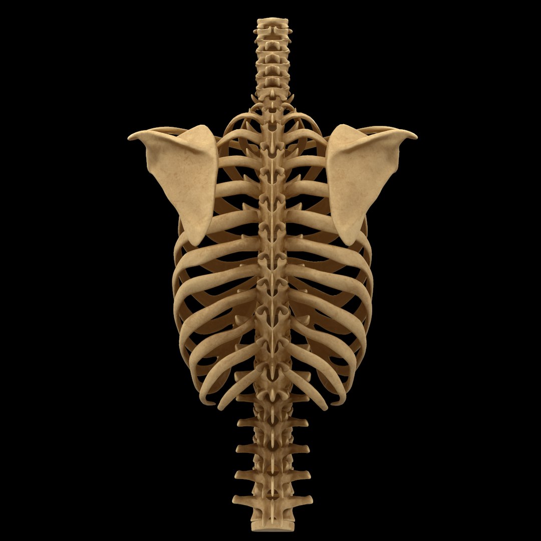 torso arm spine muscle 3D model https://p.turbosquid.com/ts-thumb/HS/Ud7K7X/xvwANvgs/39/png/1555504359/1920x1080/fit_q87/9d6efcb92aecac31b7c34bd8d271147fca1b80ac/39.jpg