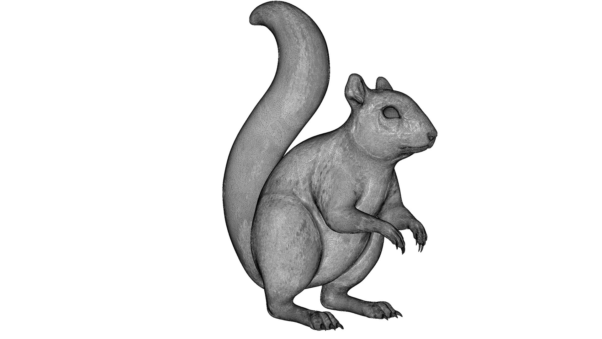 3D Squirrel https://p.turbosquid.com/ts-thumb/HS/ZGx9zB/7L/zbrushdocument/jpg/1725713915/1920x1080/fit_q87/7b3ac768abeb4f31207722e1ebba711c50736148/zbrushdocument.jpg