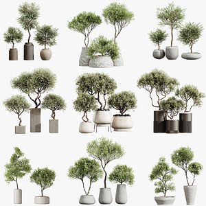 AV 11 different sets of  HousePlants Olive Mission Kalamata Leccino Arbequina Wilsonii