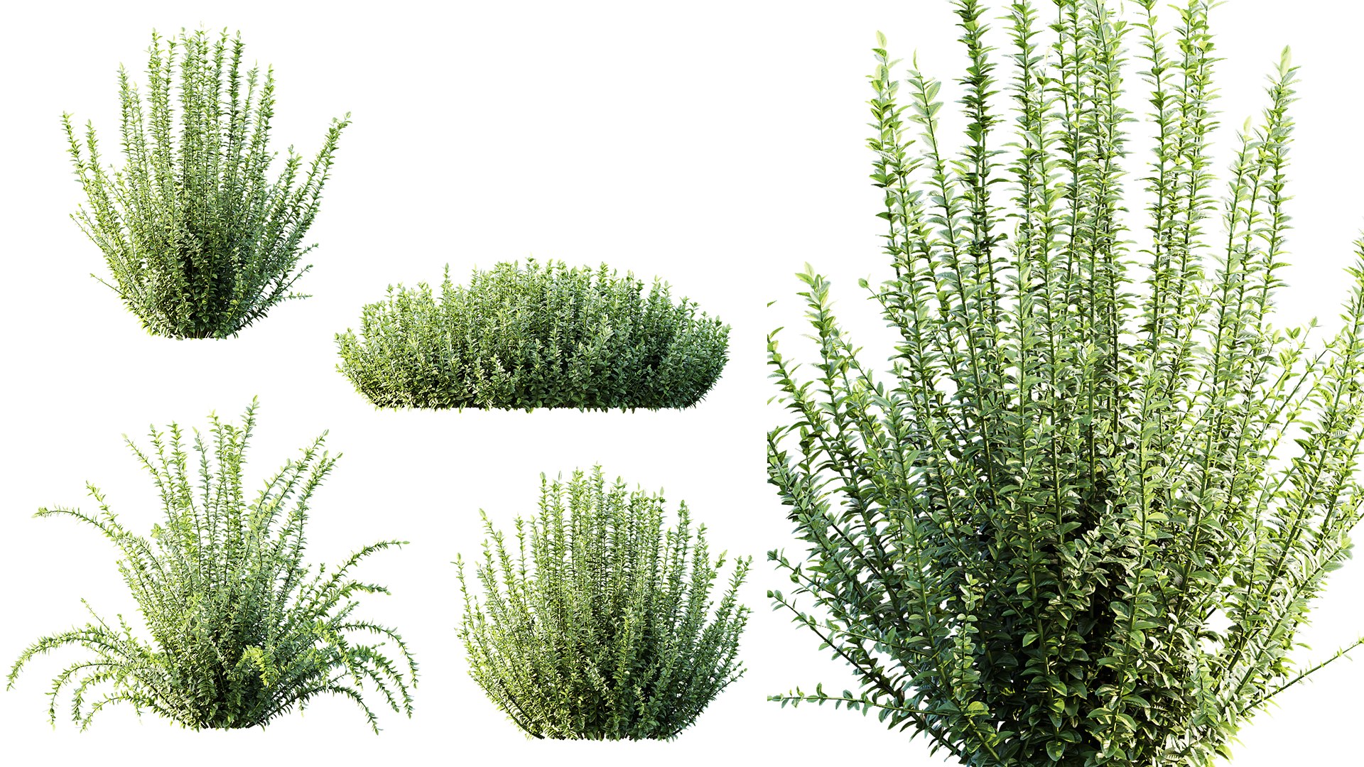 3D AV Plant Calluna Vulgaris Helena Summer Broom Heather Garden Girls04 https://p.turbosquid.com/ts-thumb/HS/rwFDMn/Cd/03/png/1753768525/1920x1080/fit_q87/8e0634e845cc77111bfff2e7740909b6f4c738e9/03.jpg