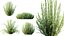 Planta AV Calluna Vulgaris Helena Vassoura de Verão Heather Garden Girls04