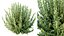 Planta AV Calluna Vulgaris Helena Vassoura de Verão Heather Garden Girls04