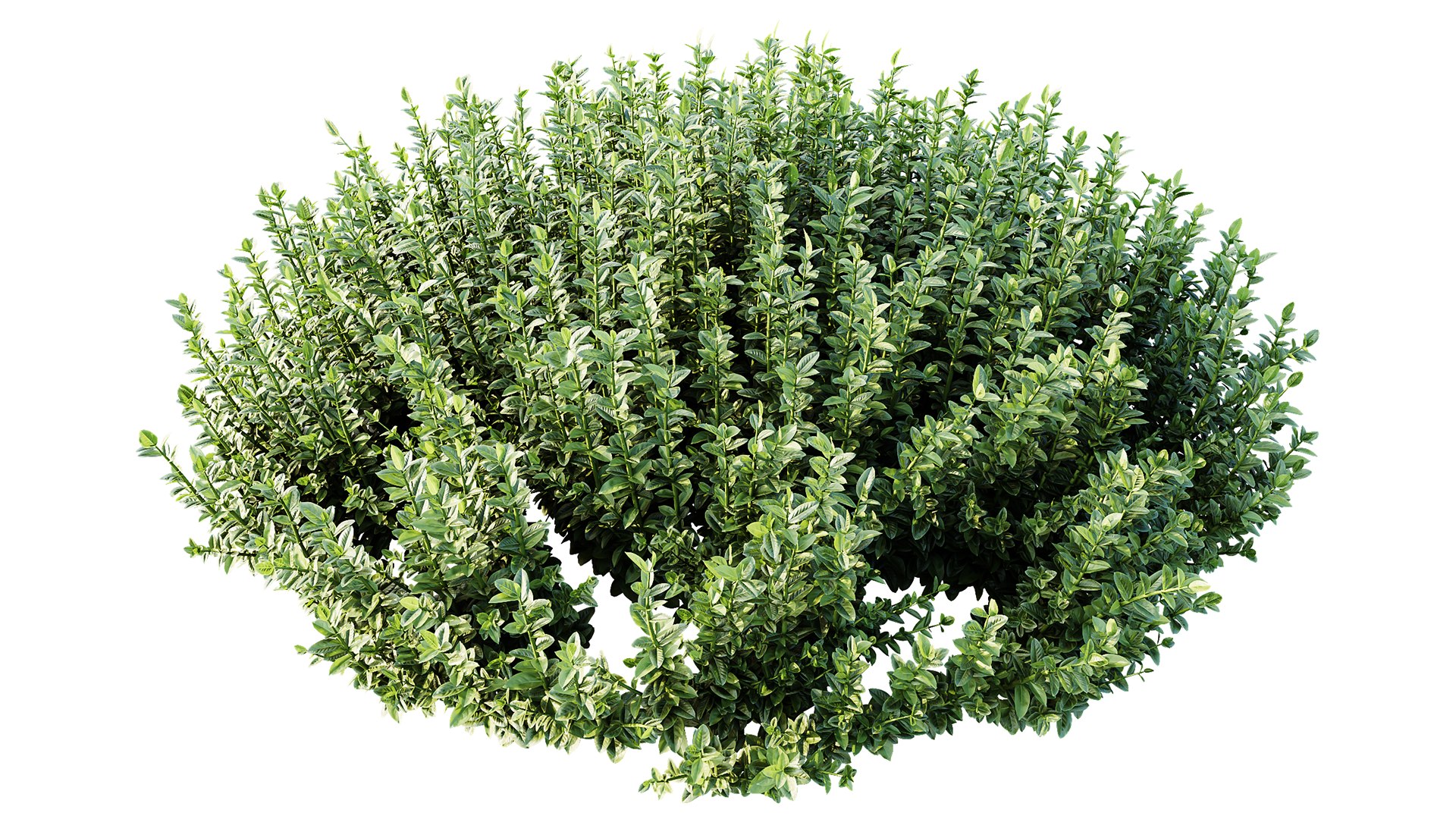 3D AV Plant Calluna Vulgaris Helena Summer Broom Heather Garden Girls04 https://p.turbosquid.com/ts-thumb/HS/rwFDMn/FQ/04/png/1753768526/1920x1080/fit_q87/37493dd2d02f6135d211bc3aed714be3c6f1ee86/04.jpg