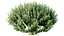 Planta AV Calluna Vulgaris Helena Vassoura de Verão Heather Garden Girls04