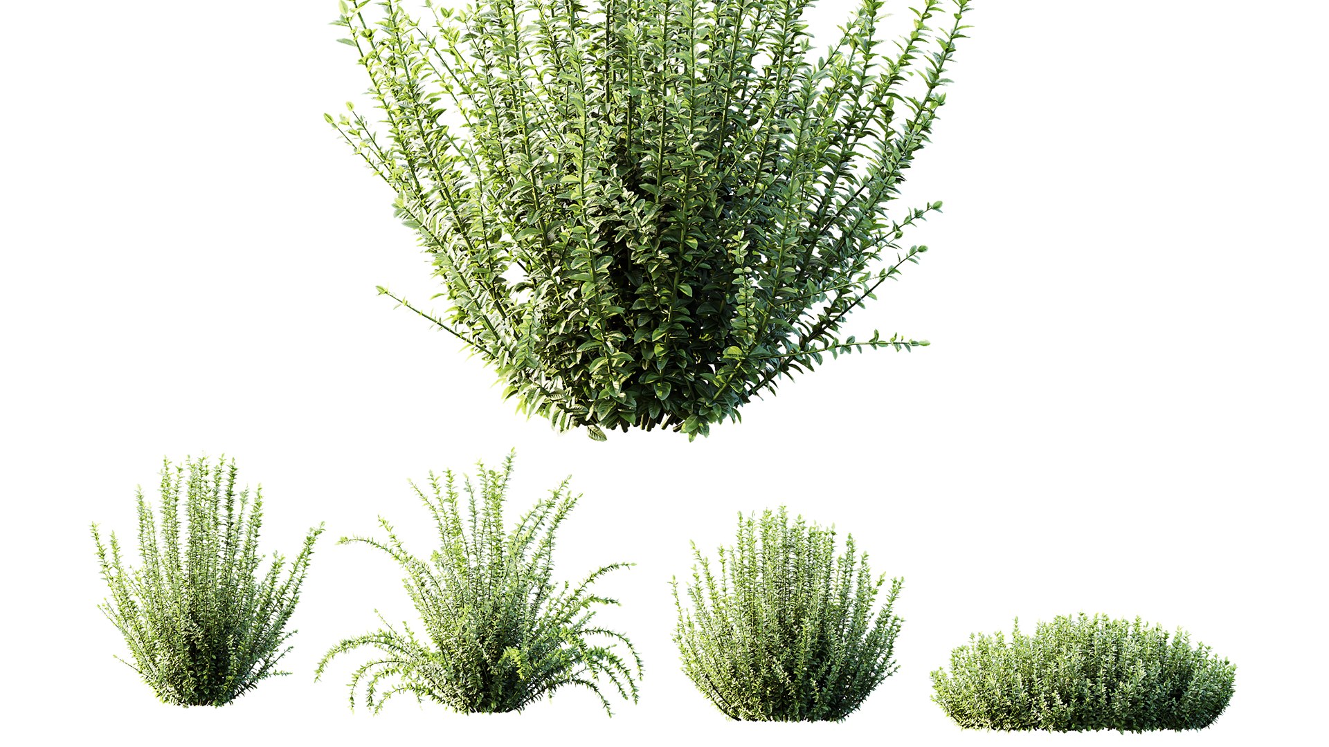 3D AV Plant Calluna Vulgaris Helena Summer Broom Heather Garden Girls04 https://p.turbosquid.com/ts-thumb/HS/rwFDMn/I1/05/png/1753768526/1920x1080/fit_q87/6718e12930efb17741150687302542165afaa456/05.jpg