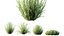 Planta AV Calluna Vulgaris Helena Vassoura de Verão Heather Garden Girls04