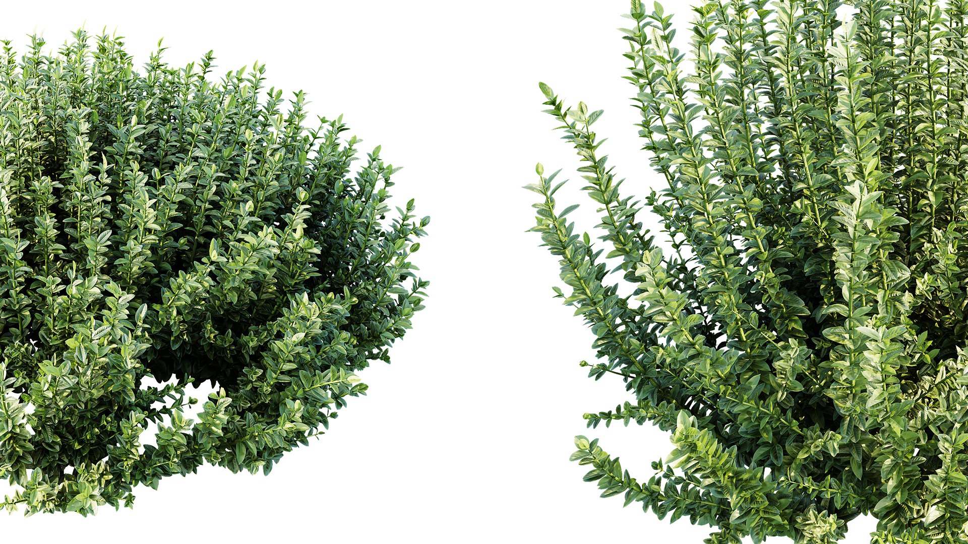 3D AV Plant Calluna Vulgaris Helena Summer Broom Heather Garden Girls04 https://p.turbosquid.com/ts-thumb/HS/rwFDMn/nM/06/png/1753768527/1920x1080/fit_q87/7d7fd88a9f8b2775b1a0f8df5c2c92ed4e00206e/06.jpg