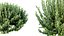 Planta AV Calluna Vulgaris Helena Vassoura de Verão Heather Garden Girls04