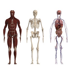 Complete Human Body Muscles Skull and Organs