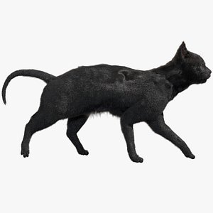 Black Cat (Rigged)