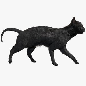 Black Cat (Rigged)