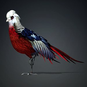 Pheasant-A2 3D