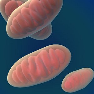 mitochondria.mb