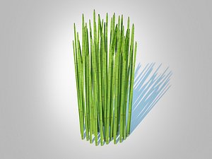 3D model Equisetum hyemale - Horsetail Reed