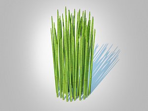 Equisetum hyemale - Horsetail Reed