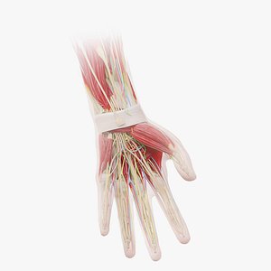 Human Male Hand Anatomy model