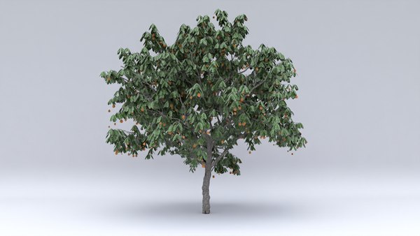 eriobotrya1.jpg