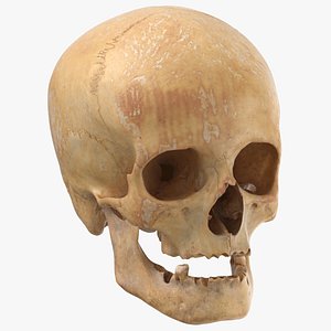 3D human female skull damaged