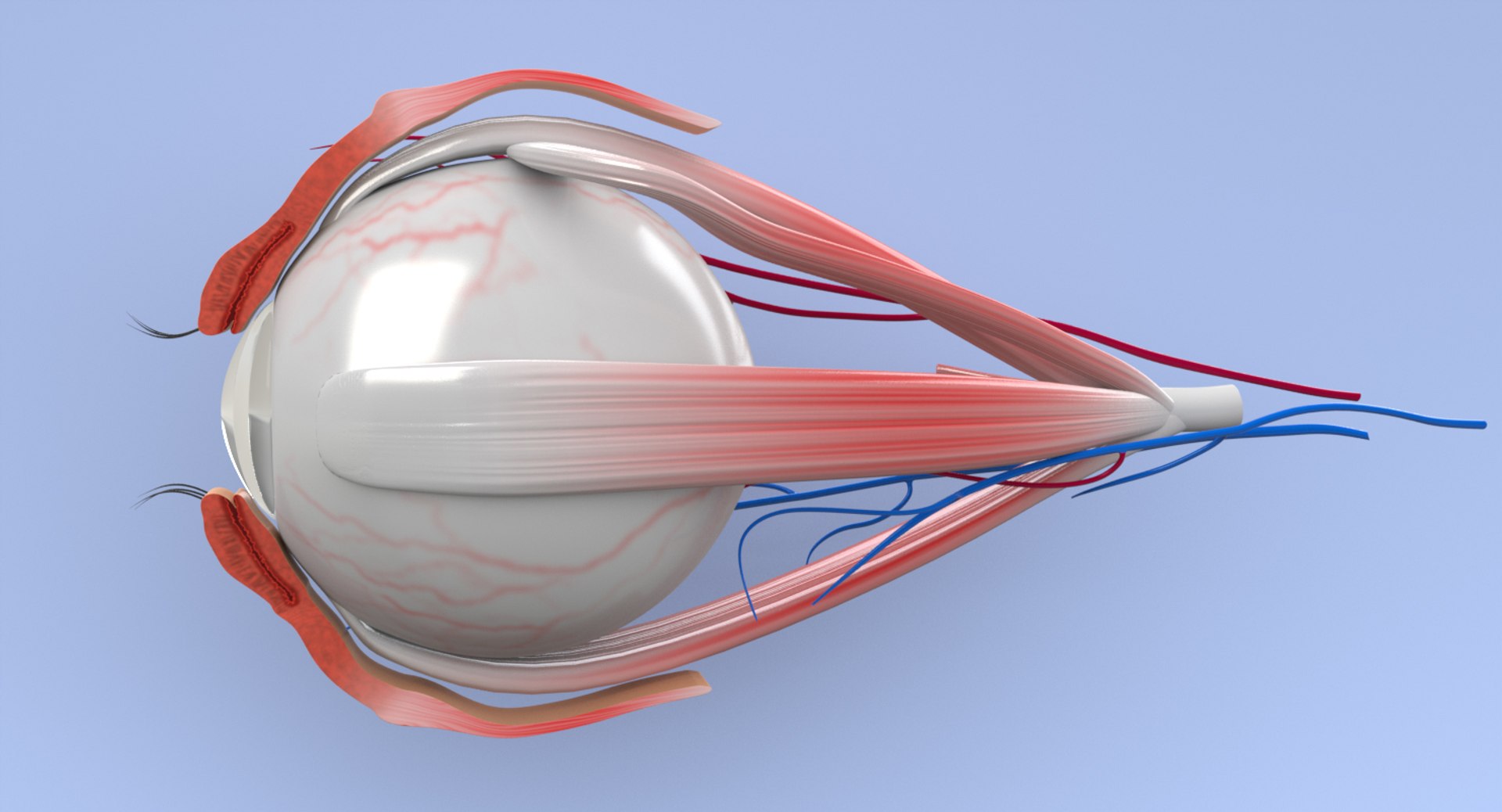 3D Eye Section - TurboSquid 1328522