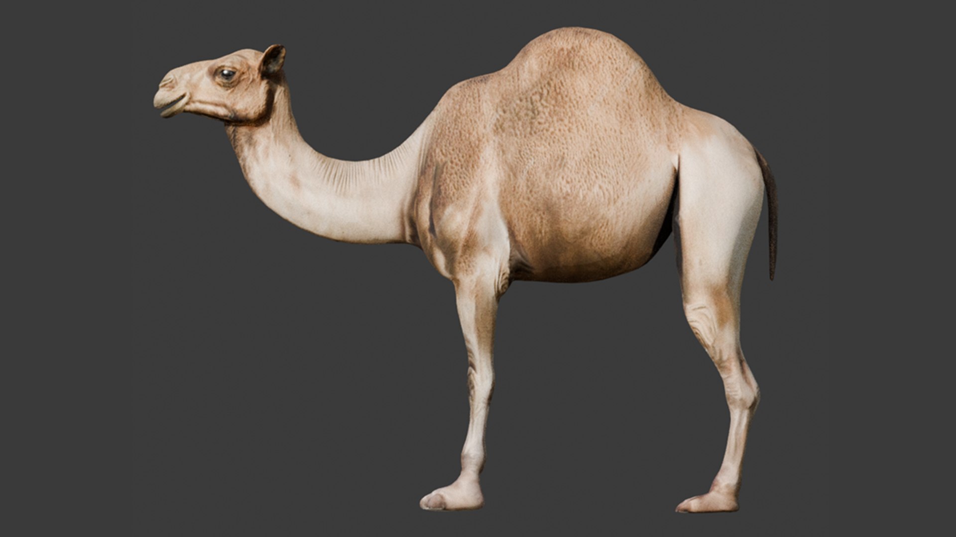 3D High-Quality 3D Camel Model model https://p.turbosquid.com/ts-thumb/HT/W0SGYh/2I/5/png/1742771136/1920x1080/fit_q87/a6187b355256e0f09f7ec5bd943bd5ac2db7c514/5.jpg