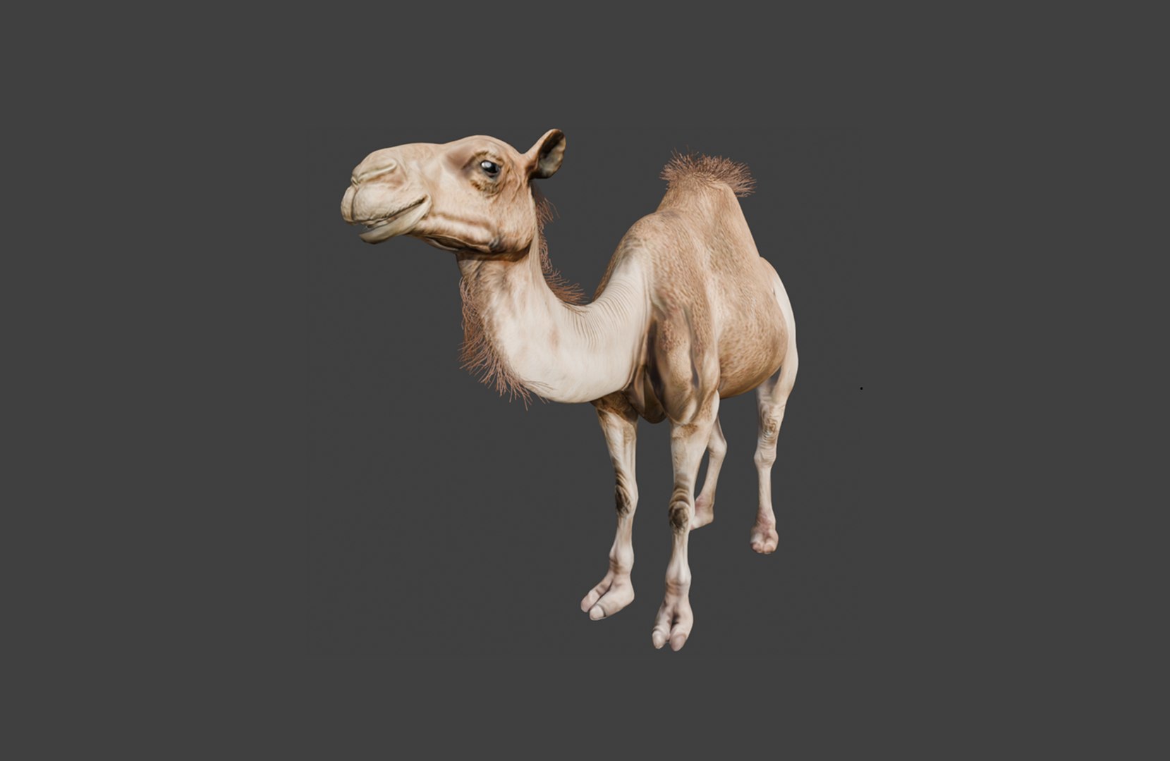 3D High-Quality 3D Camel Model model https://p.turbosquid.com/ts-thumb/HT/W0SGYh/3k/7/png/1742771147/1920x1080/fit_q87/a327af7174430dad9ad004595d18e70647e71d17/7.jpg