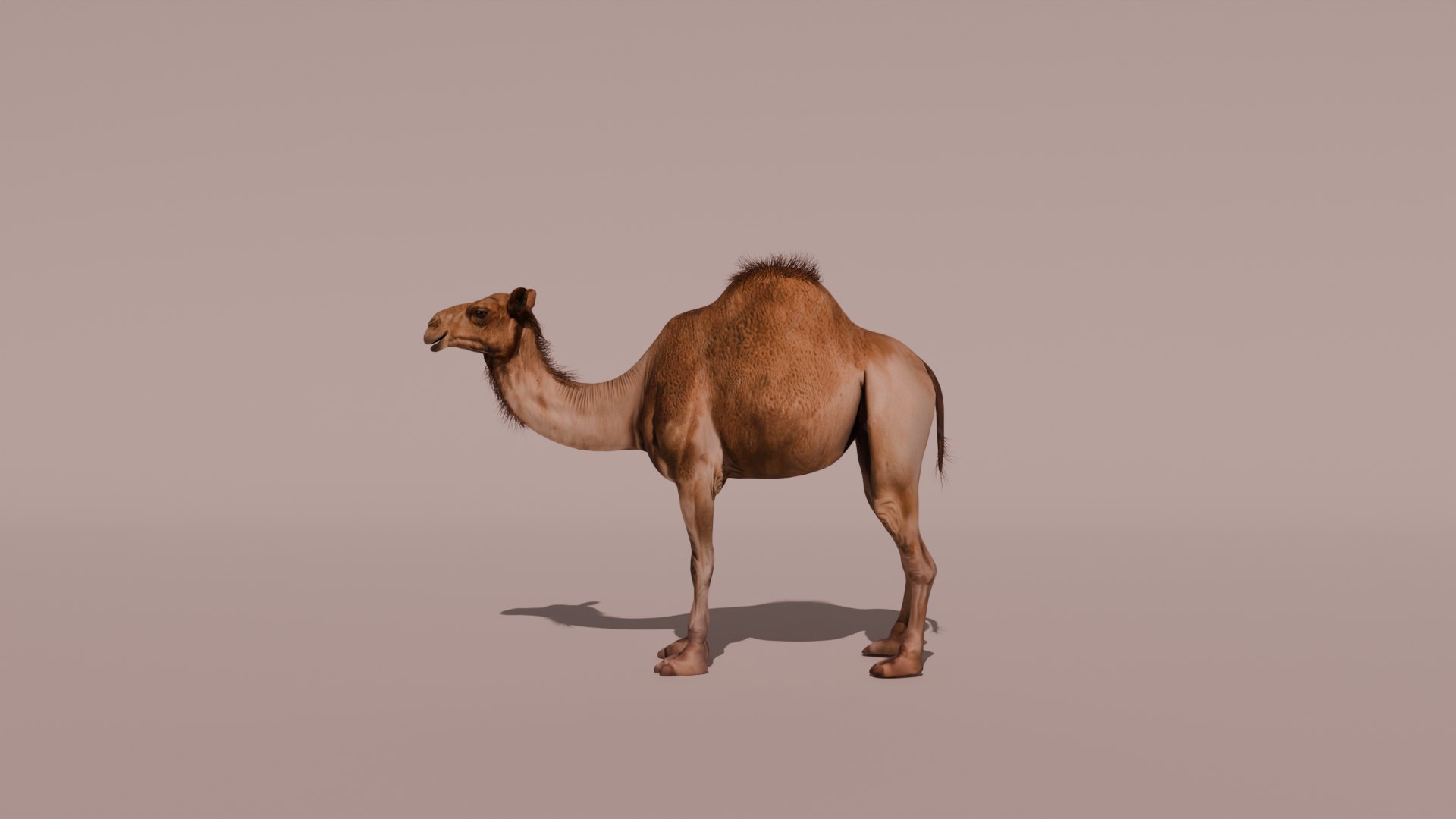 3D High-Quality 3D Camel Model model https://p.turbosquid.com/ts-thumb/HT/W0SGYh/Dw/render/png/1742771178/1920x1080/fit_q87/d2140bae0f4d4087510c6ae2dbe55b1d5d9d4374/render.jpg