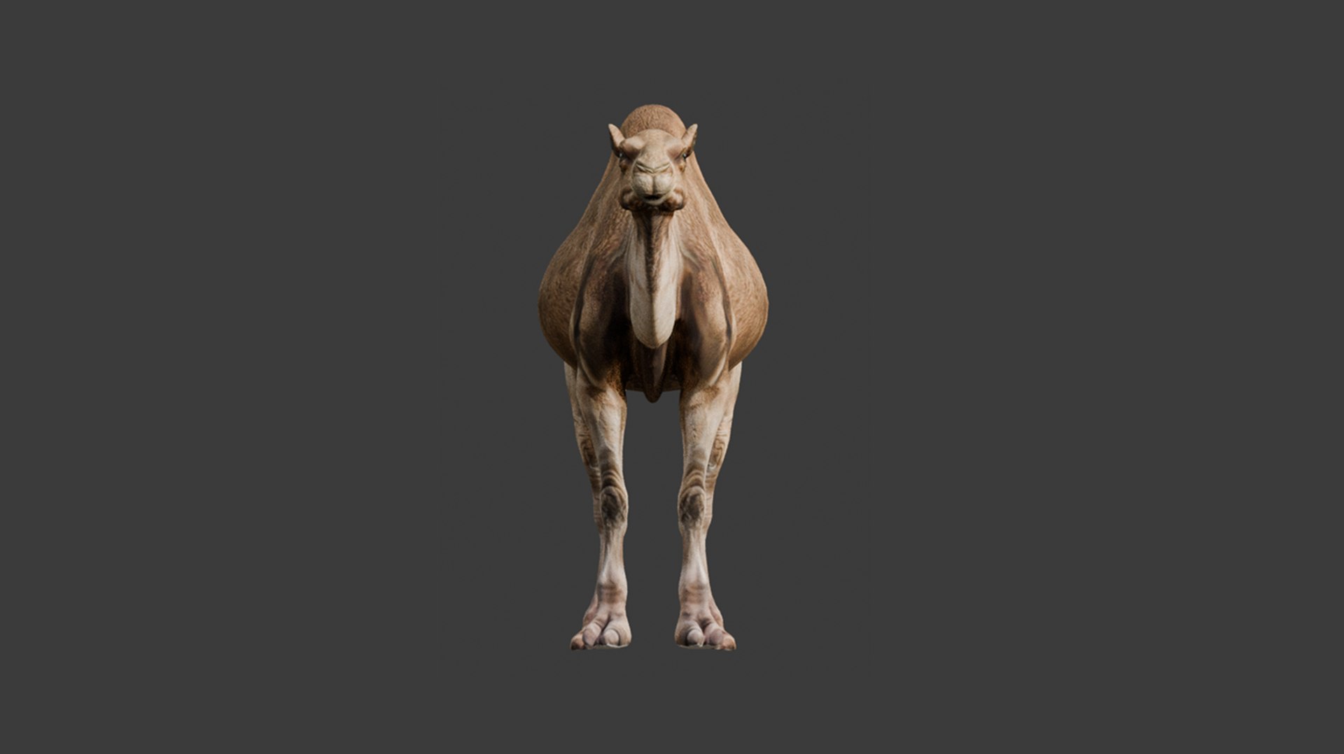 3D High-Quality 3D Camel Model model https://p.turbosquid.com/ts-thumb/HT/W0SGYh/Sf/6/png/1742771141/1920x1080/fit_q87/93bd80aa97aef955b62fdf84c67afad59c5d6188/6.jpg