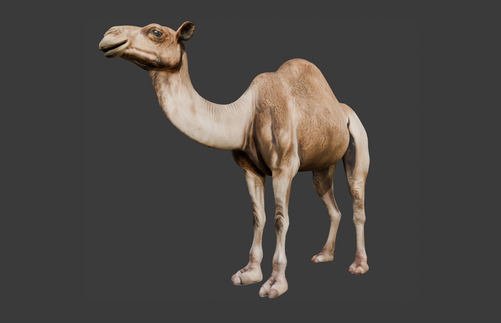 3D High-Quality 3D Camel Model model https://p.turbosquid.com/ts-thumb/HT/W0SGYh/T2/2/png/1742771111/1920x1080/fit_q87/8ca60b825d2e8310fc39133d624eeeb6c38576ff/2.jpg