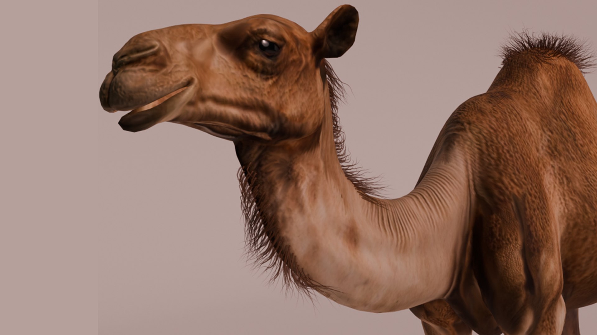 3D High-Quality 3D Camel Model model https://p.turbosquid.com/ts-thumb/HT/W0SGYh/bZ/render3/png/1742771195/1920x1080/fit_q87/e2256e4921fee84566b91849eba85f291a9bac3e/render3.jpg