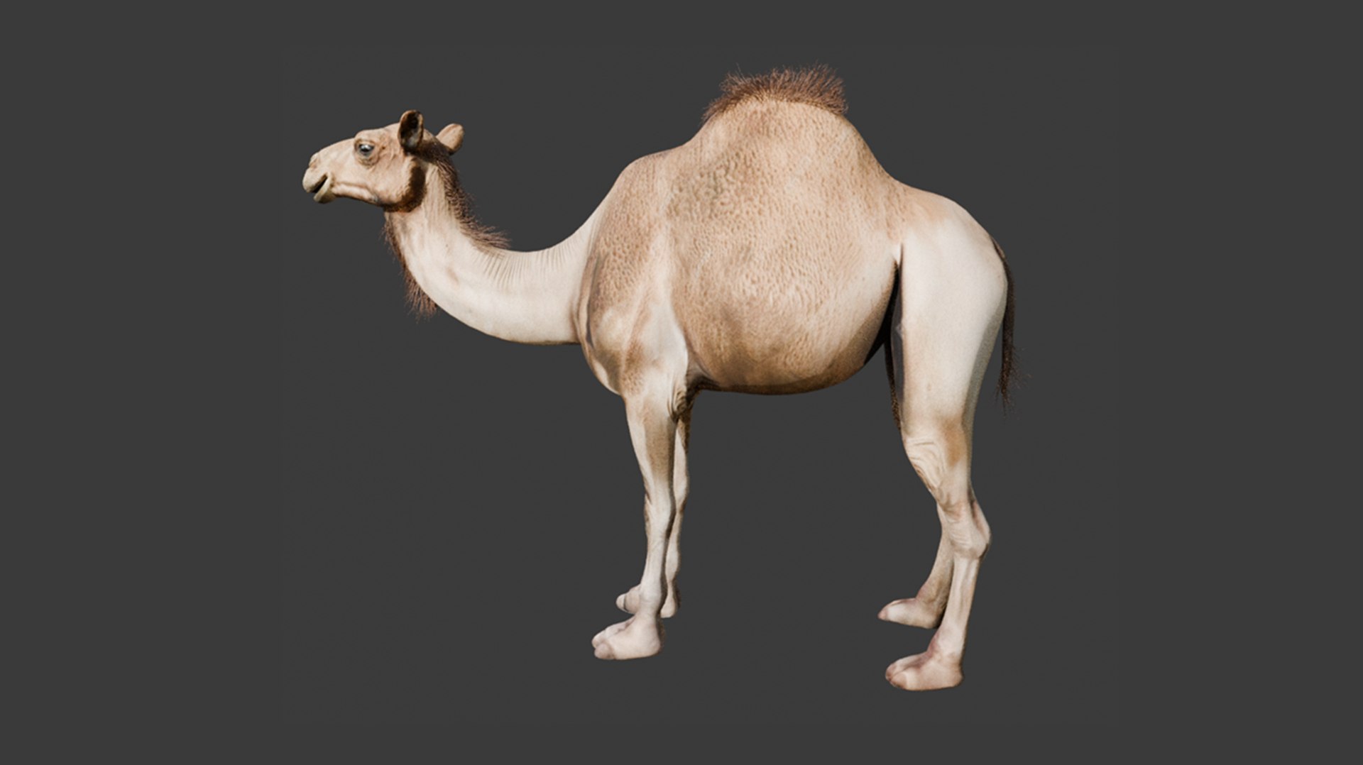 3D High-Quality 3D Camel Model model https://p.turbosquid.com/ts-thumb/HT/W0SGYh/bg/8/png/1742771147/1920x1080/fit_q87/6940ee7e4c581e563f1edefa5a5425cd12c22df3/8.jpg
