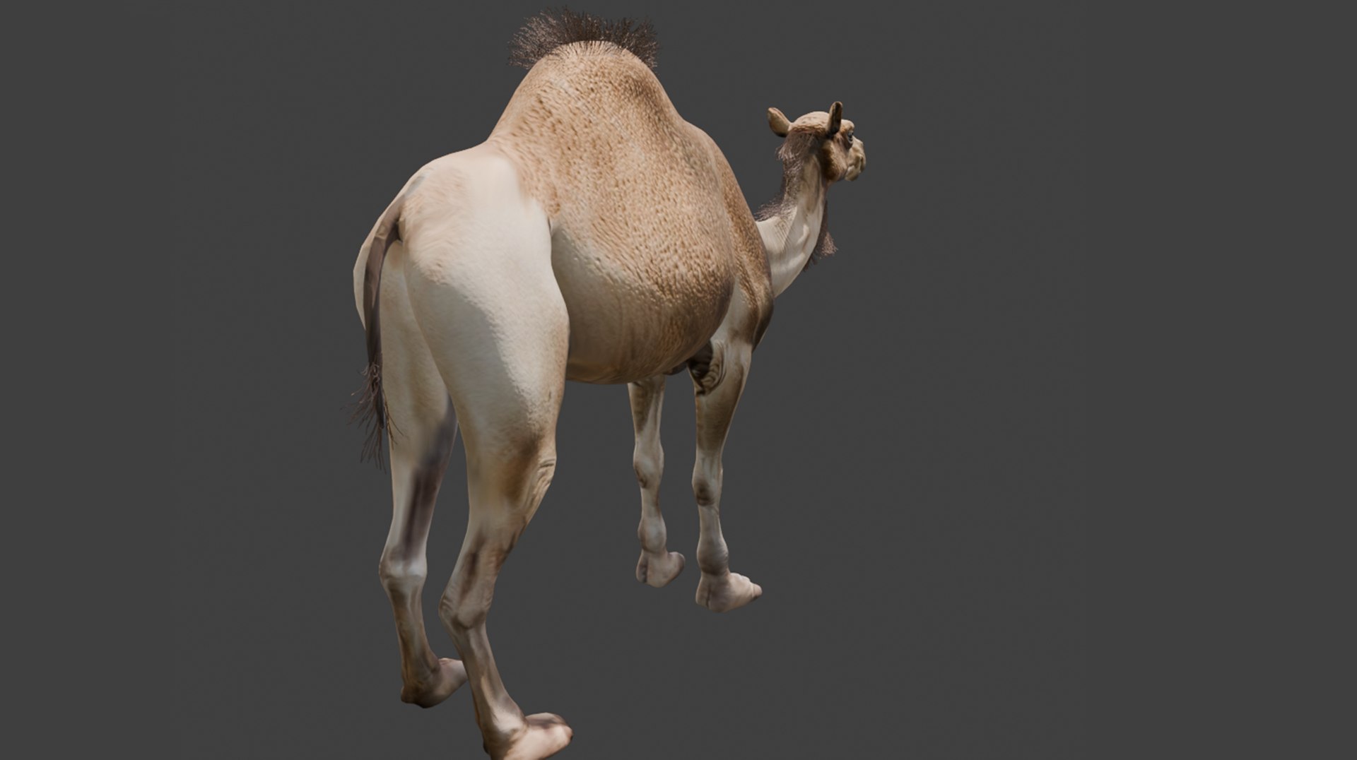 3D High-Quality 3D Camel Model model https://p.turbosquid.com/ts-thumb/HT/W0SGYh/iJ/img5/png/1742771177/1920x1080/fit_q87/9daa3f9f9828d511794b39108a235c872b4ea19e/img5.jpg