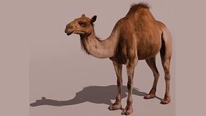 3D High-Quality 3D Camel Model model