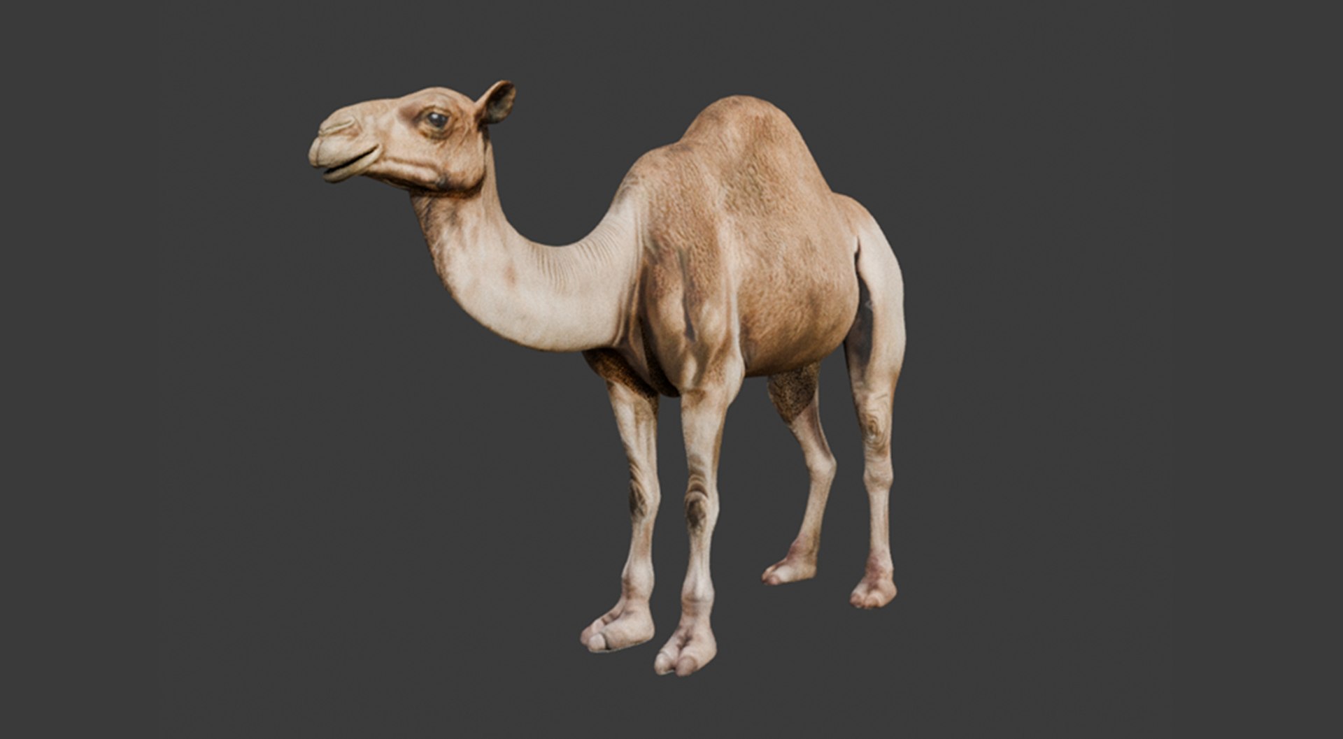 3D High-Quality 3D Camel Model model https://p.turbosquid.com/ts-thumb/HT/W0SGYh/nm/1/png/1742771097/1920x1080/fit_q87/67f2446d19e7b510f560a8805d36887f488b78a3/1.jpg