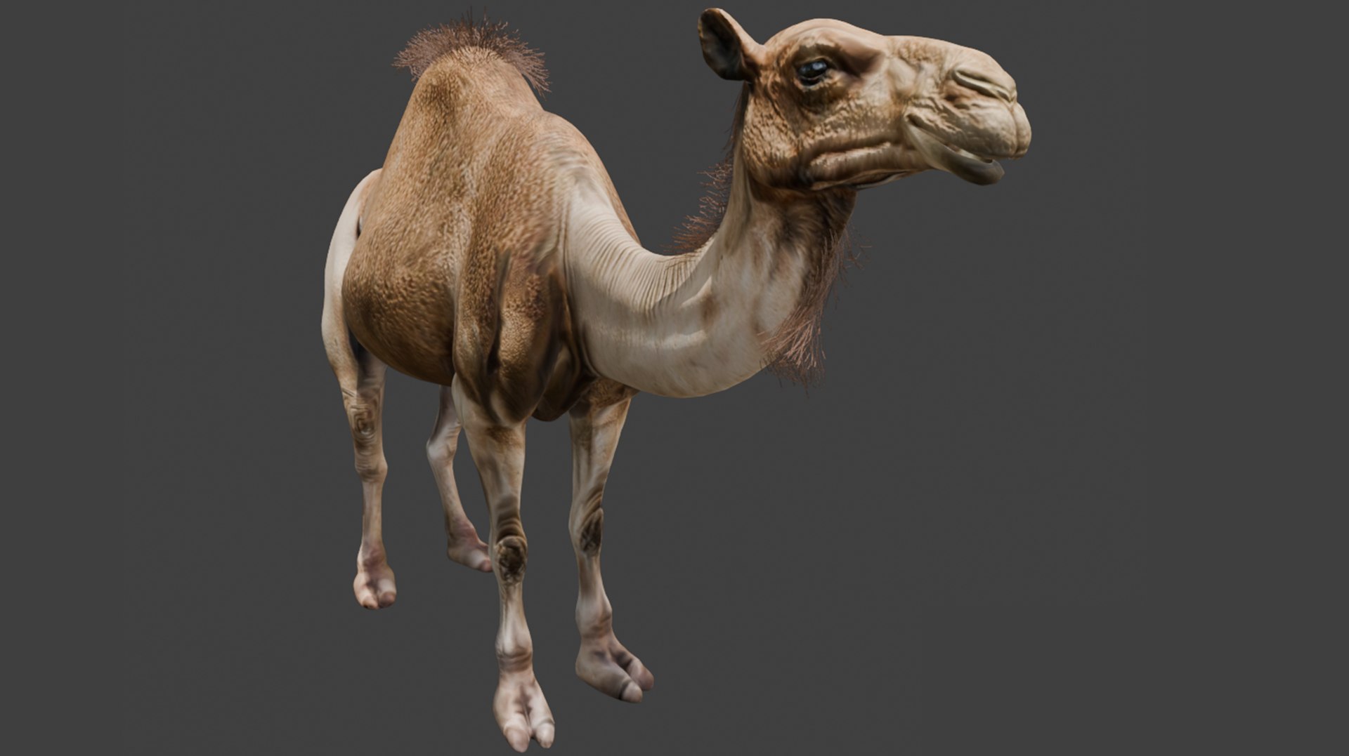 3D High-Quality 3D Camel Model model https://p.turbosquid.com/ts-thumb/HT/W0SGYh/zy/img1/png/1742771167/1920x1080/fit_q87/9398b3bc1954c7f008646bbc2062f32e866b0bef/img1.jpg
