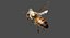 3D honey bee animation model
