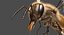 3D honey bee animation model
