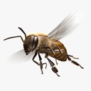 3D honey bee animation model