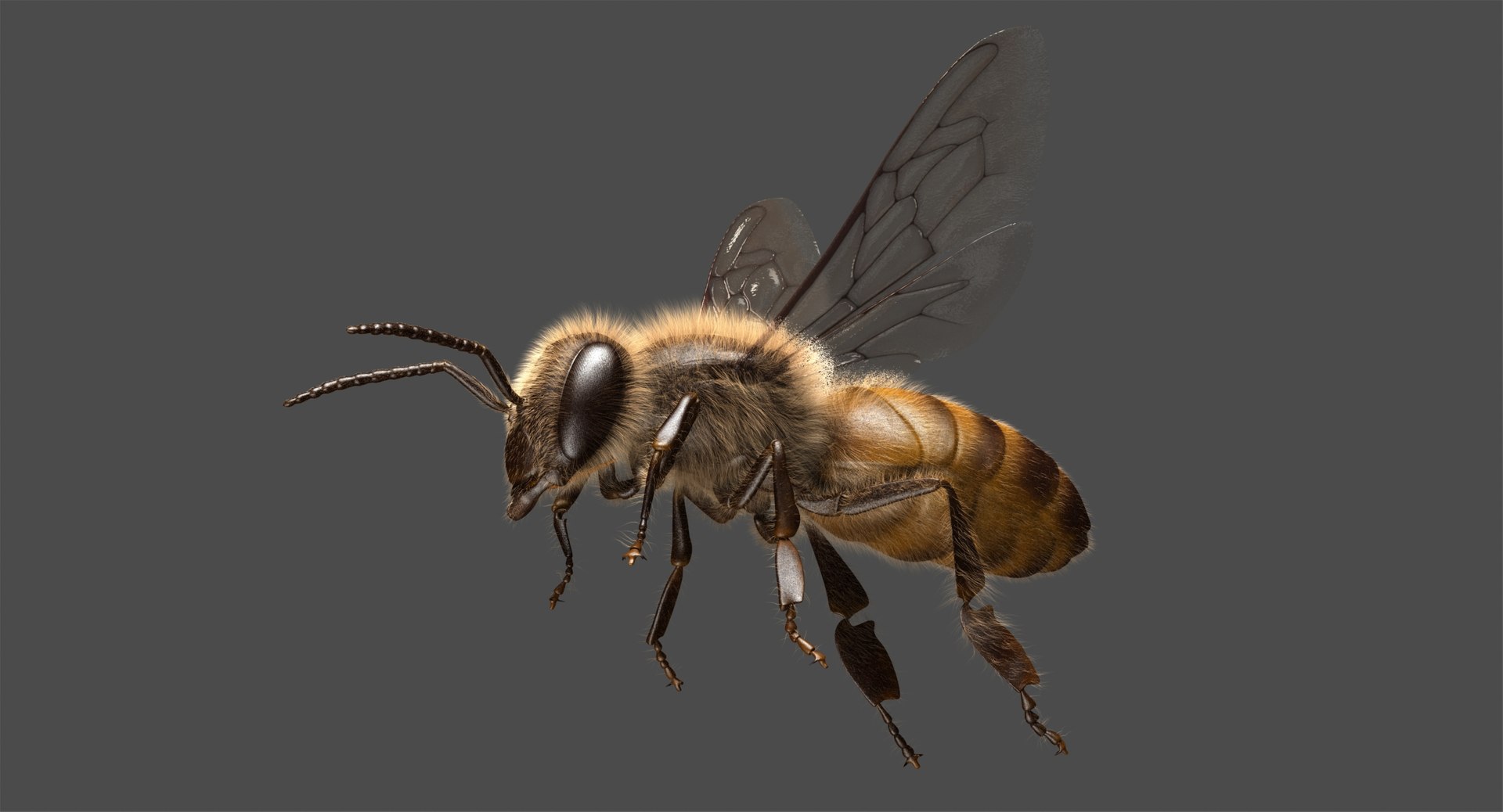 3d Honey Bee Animation Model 1141992 Turbosquid