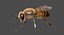 3D honey bee animation model