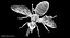 3D honey bee animation model