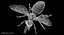 3D honey bee animation model