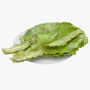 3d model lettuce leaf pile modeled