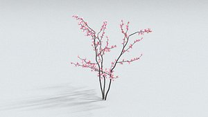 3D laos Sakura Cherry Blossom model