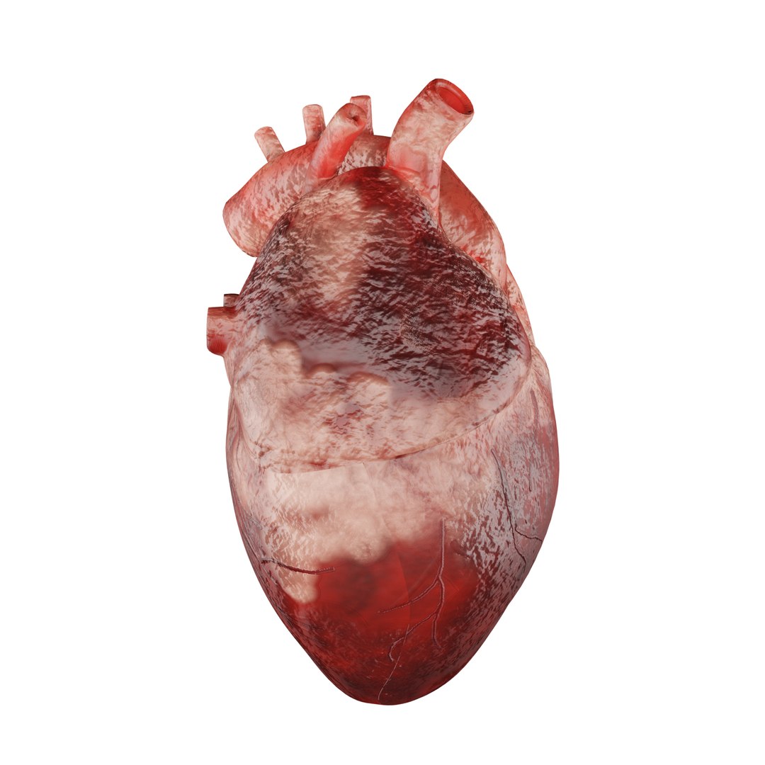 3D Human Heart 3D Model - Realistic Human Heart Anatomy model https://p.turbosquid.com/ts-thumb/HT/lrNtYi/0R/17_1/png/1711007632/1920x1080/fit_q87/6eaaa9e1a798c23ecc448b01ed5e753af0f13596/17_1.jpg