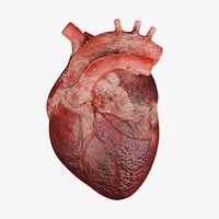 Human Heart - Realistic Human Heart Anatomy